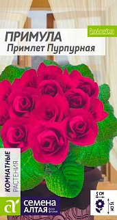 Примула Примлет Пурпурная, 5шт. 