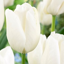 Тюльпан дарвинов гибрид Хакуун, 11/12, 1 шт. 