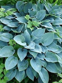 Хоста Блю Кадет, 1 шт.