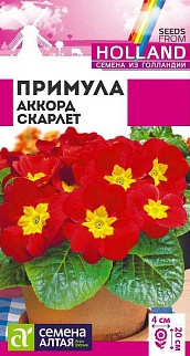 Примула Аккорд Скарлет, 5 шт. Голландские семена.