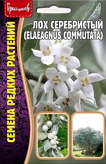 Лох Серебристый, Elaeagnus commutata, 5 шт.