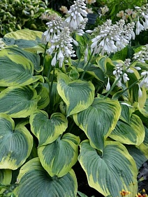 Хоста Эрф Энджел, 1 шт.