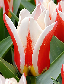 Тюльпан грейга Перфекционист, 11/12, 1 шт.