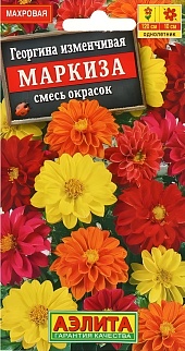 Георгина изменчивая Махровая Маркиза смесь окрасок, 10 шт. 