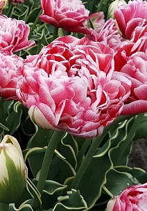 Тюльпан махровый поздний Даззлинг Сенсейшн, 11/+, 1 шт.