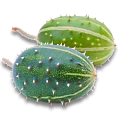 Кукумис декоративный