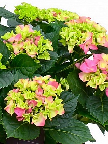 Гортензия крупнолистовая Хай Свит Шуга/ЦКорЛюкс