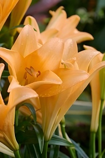 Лилия лонгифлорум Дифференс, 12/14, 1 шт.