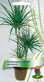 Кордилина южная (драцена), 5 шт. Комнатные растения