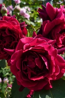 Роза флорибунда Републик де Монмартр/ЦКор