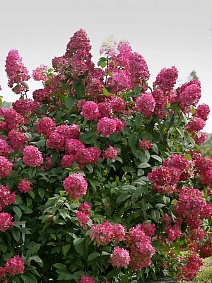 Гортензия метельчатая Файр Лайт/ЦКорЛюкс