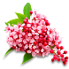 Спирея