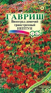 Виноград девичий Нептун, 5шт. Лесной уголок.