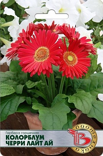 Гербера горшечная Колорблум Черри Лайт Ай, 5 шт. Биотехника