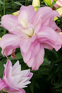 Лилия восточная махровая Лотус Спринг, 1 шт.