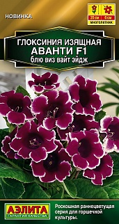 Глоксиния Аванти F1 блю виз вайт эйдж, 5 шт.