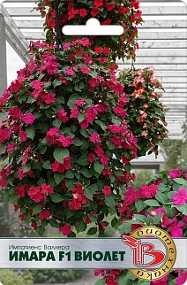 Импатиенс Валлера Имара F1 Виолет, 8 шт. Биотехника