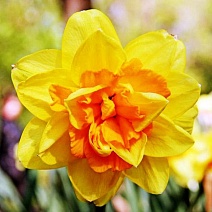 Нарцисс махровый Монца, 12/14, 1 шт.