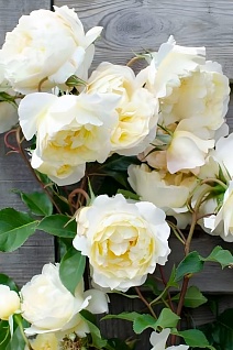 Роза флорибунда Ванила