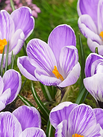 Крокус крупноцветковый Кинг оф Стрипд, 7/8, 1 шт.