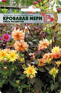 Георгины Кровавая Мери, смесь, 20 шт. Биотехника