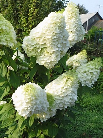 Гортензия метельчатая Геркулес 