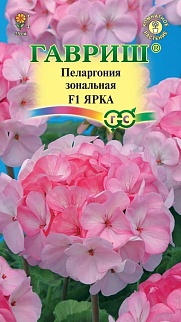 Пеларгония зональная Ярка F1, 4 шт. 