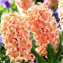 Гиацинт Бестселлер, 1 шт.
