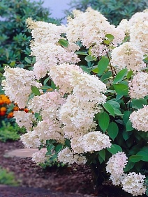 Гортензия древовидная Грандифлора