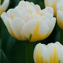 Тюльпан махровый поздний Флэминг Эвита, 11/12, 1 шт.