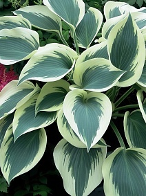 Хоста Блю Айвори, 1 шт.