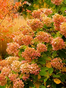 Гортензия метельчатая Жемчужина фестиваля