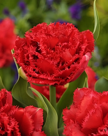 Тюльпан махровый бахромчатый Лион Кинг, 11/12, 1 шт.