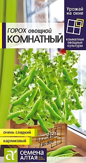 Горох Комнатный, 10 г. Урожай на окне.