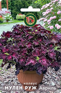 Колеус Мулен Руж Авриль, 10 шт.