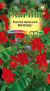 Кассия яванская Феникс, 3 шт.