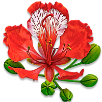 Однолетние цветы