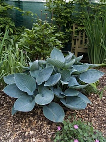 Хоста Моди Блюз, 1 шт.