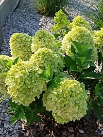 Гортензия метельчатая Паненка/ЦКорЛюкс