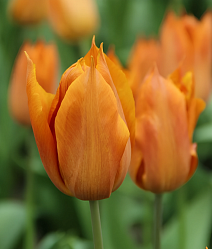 Тюльпан лилиецветный Реквест, 11/12, 1 шт.