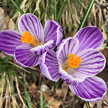 Крокус крупноцветковый Пиквик, 7/8, 1 шт.