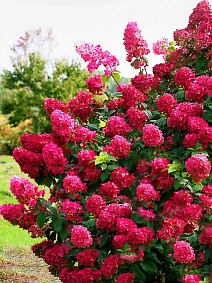 Гортензия метельчатая Вимс Ред