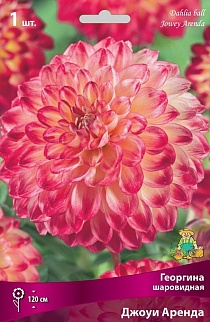 Георгина шаровидная Джоуи Аренда, 1 шт.
