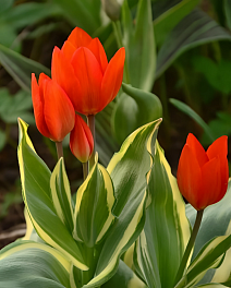 Тюльпан ботанический Блеменлуст, 9/10, 1 шт.