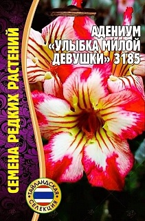 Адениум Улыбка Милой Девушки 3185,  3 шт.