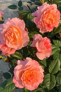 Роза Чайно-гибридная Августа Луиза