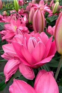 Лилия восточная махровая Льюис, 14/16, 1 шт.