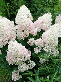 Гортензия метельчатая Полар Бир