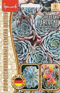 Эхеверия Пекокка, 5 шт.