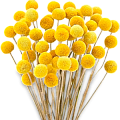 Краспедия